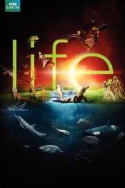 stream free Life hd online