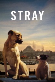 stream free Stray hd online