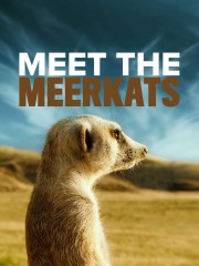 stream free Meet The Meerkats hd online